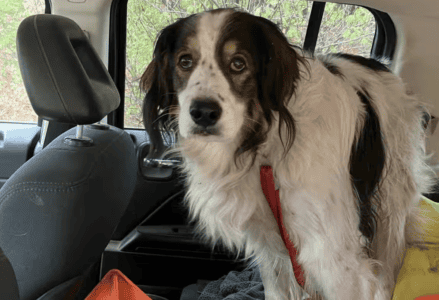Loyal Dog Gita Saves Owner&rsquo;s Life by Leading Officer to Her Home