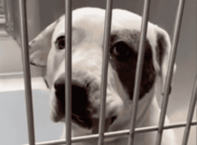 Olive the Rescue Dog Finds Comfort in Foster Care