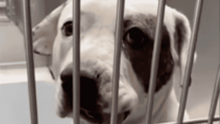 Olive the Rescue Dog Finds Comfort in Foster Care