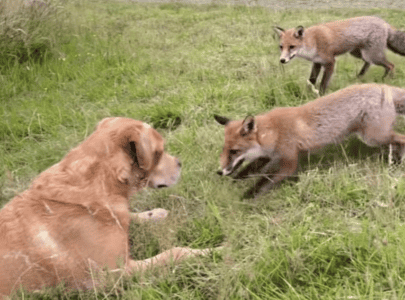 Curious Foxes Play With A Super Calm Dog
