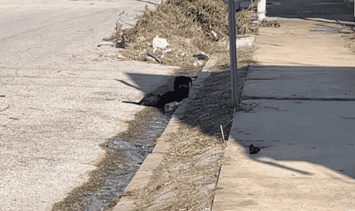 Hopeless, Hungry Puppy Finds Hope After Sleeping on the Curb