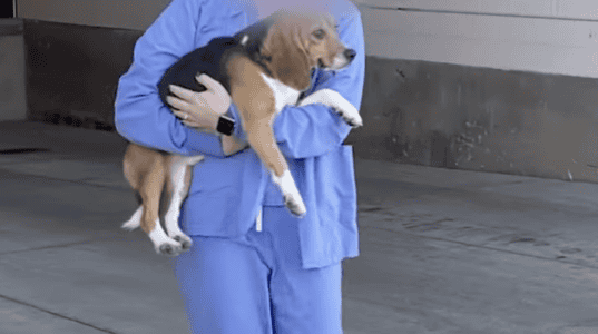 Lab Beagle Learns to Be a Dog Again After Life in a Cage