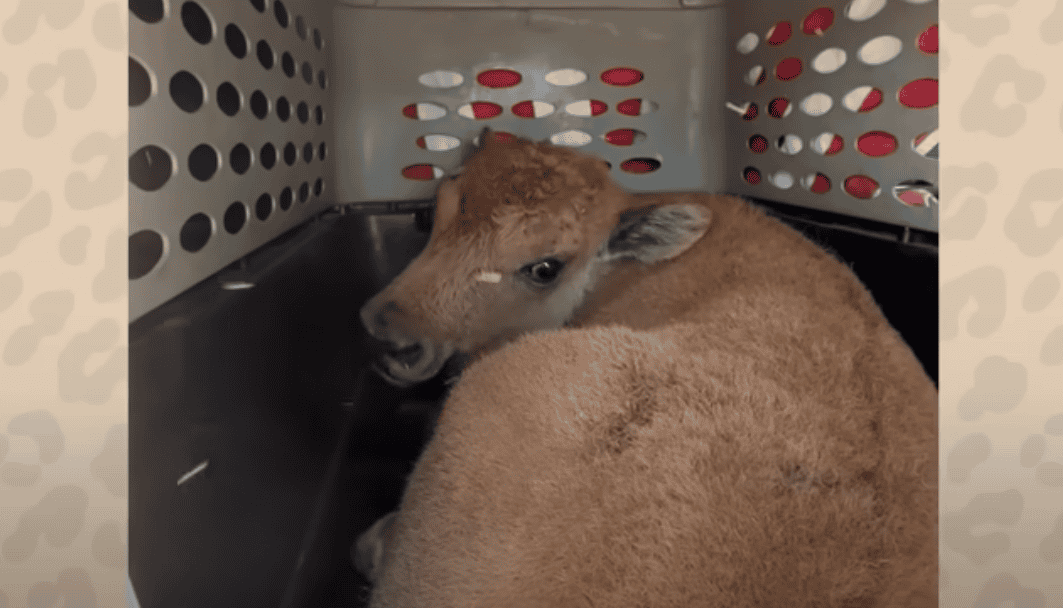 Abandoned Baby Bison Adopted and Nurtured Back to Life by Incredible Woman