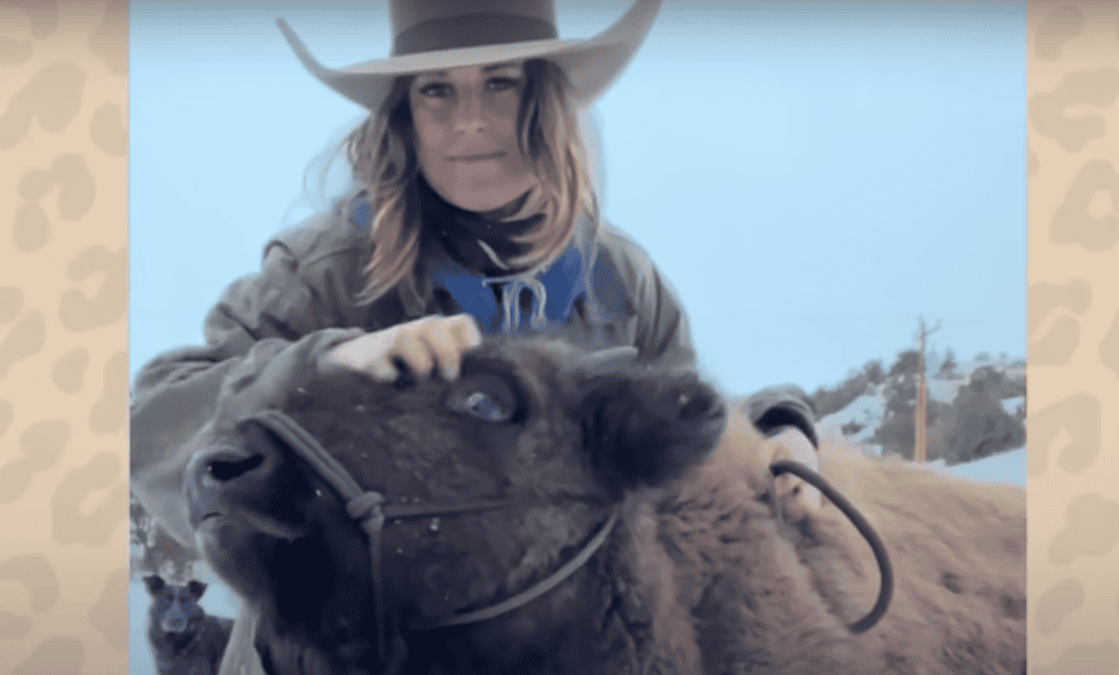 Abandoned Baby Bison Adopted and Nurtured Back to Life by Incredible Woman