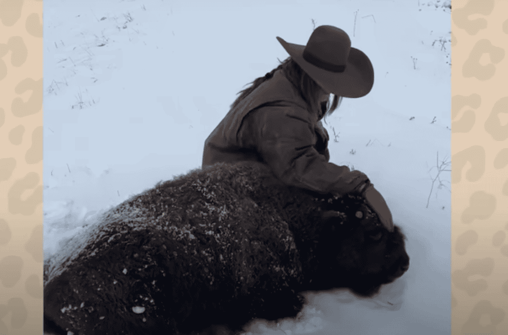 Abandoned Baby Bison Adopted and Nurtured Back to Life by Incredible Woman