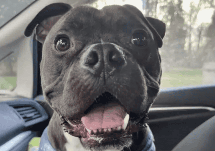 Rescue Dog Overlooked for His Color Still Dreams of a Family