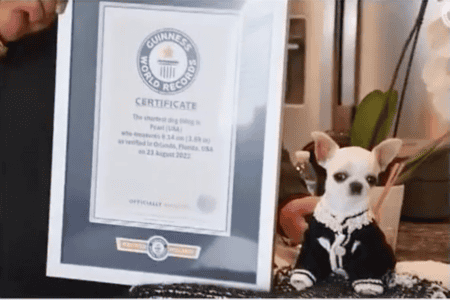 Pearl the Chihuahua: Smallest dog ever recorded