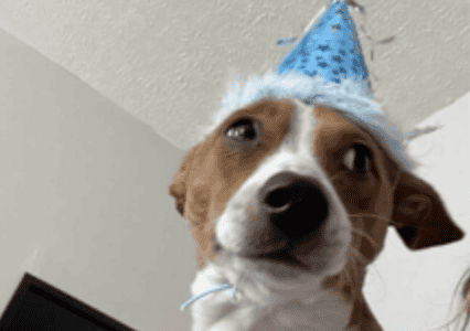 Woman Fosters Puppy Who Becomes a Permanent Family Member