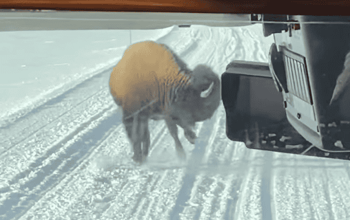 Adorable Young Bison Playing in Yellowstone’s Snowy Landscape Is the Cutest Thing You'll See Today