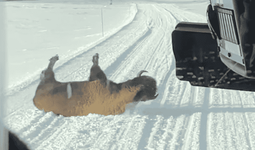 Adorable Young Bison Playing in Yellowstone’s Snowy Landscape Is the Cutest Thing You'll See Today