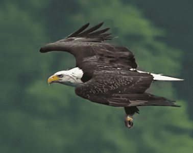 Bald Eagle Defies Storm to Snatch Fish in Stunning Display of Skill