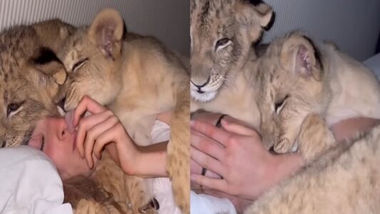 Viral Video of Woman Cuddling Lion Cubs Sparks Online Debate