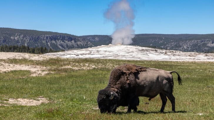 The Future of US Wildlife: What Will Our National Parks Look Like in 2050?