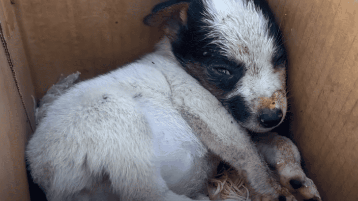 Abandoned Puppy Emerges from Frozen Box to Embrace New Life in Philadelphia