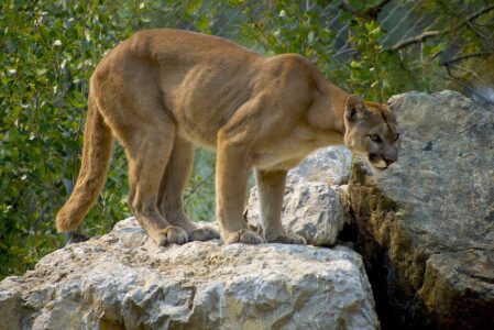 Growing Pressure on Arizona to Ban Dog Pack Hunting of Mountain Lions and Bears
