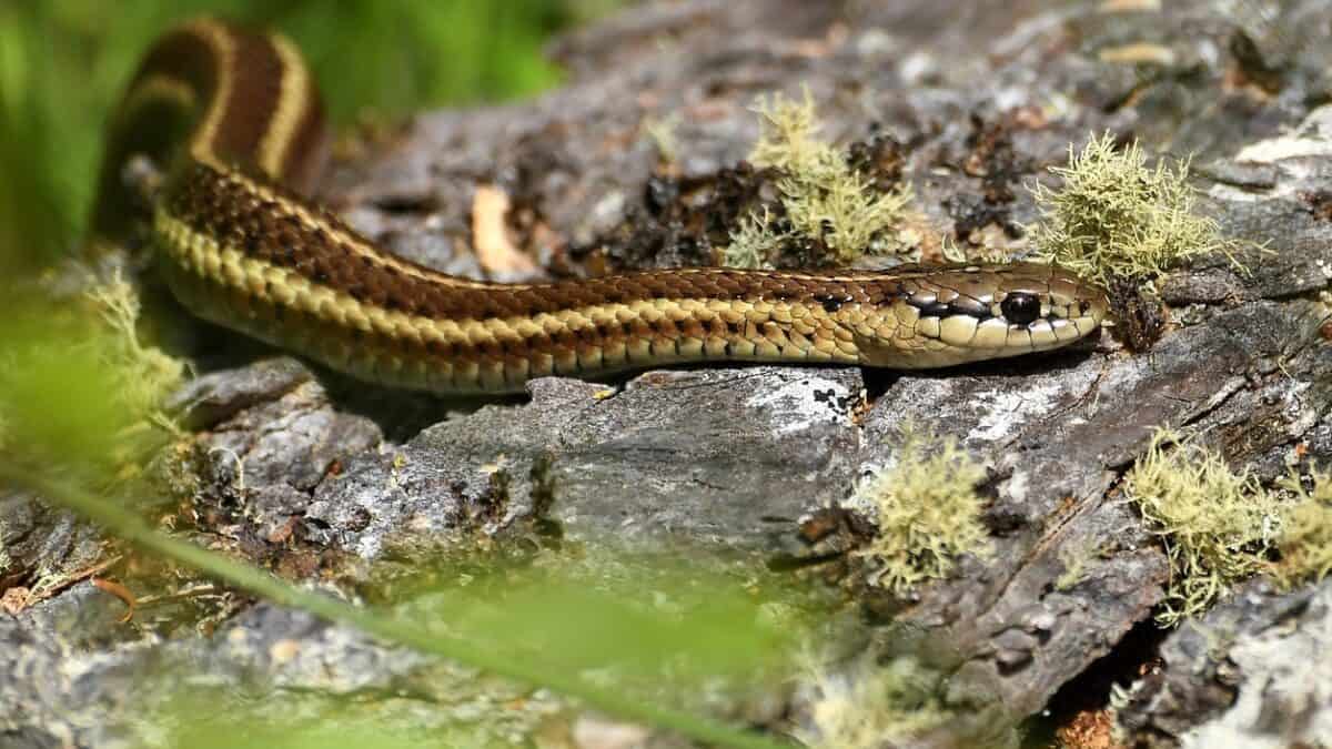 Garter snake on a rock