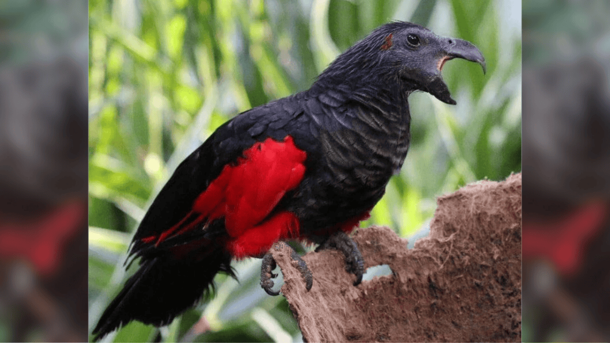 Dracula Parrot screeching