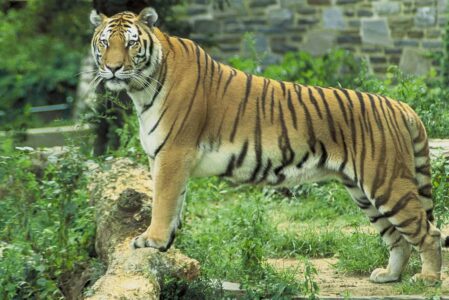 How the Tiger Spirit Animal Helps You Embrace Your Power