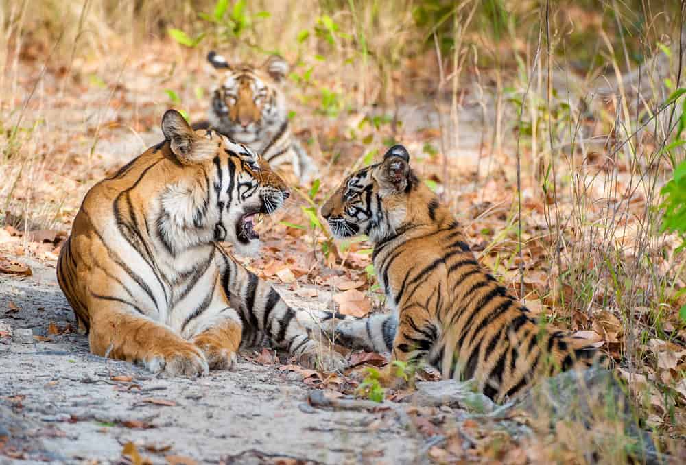 Bengalische Tiger