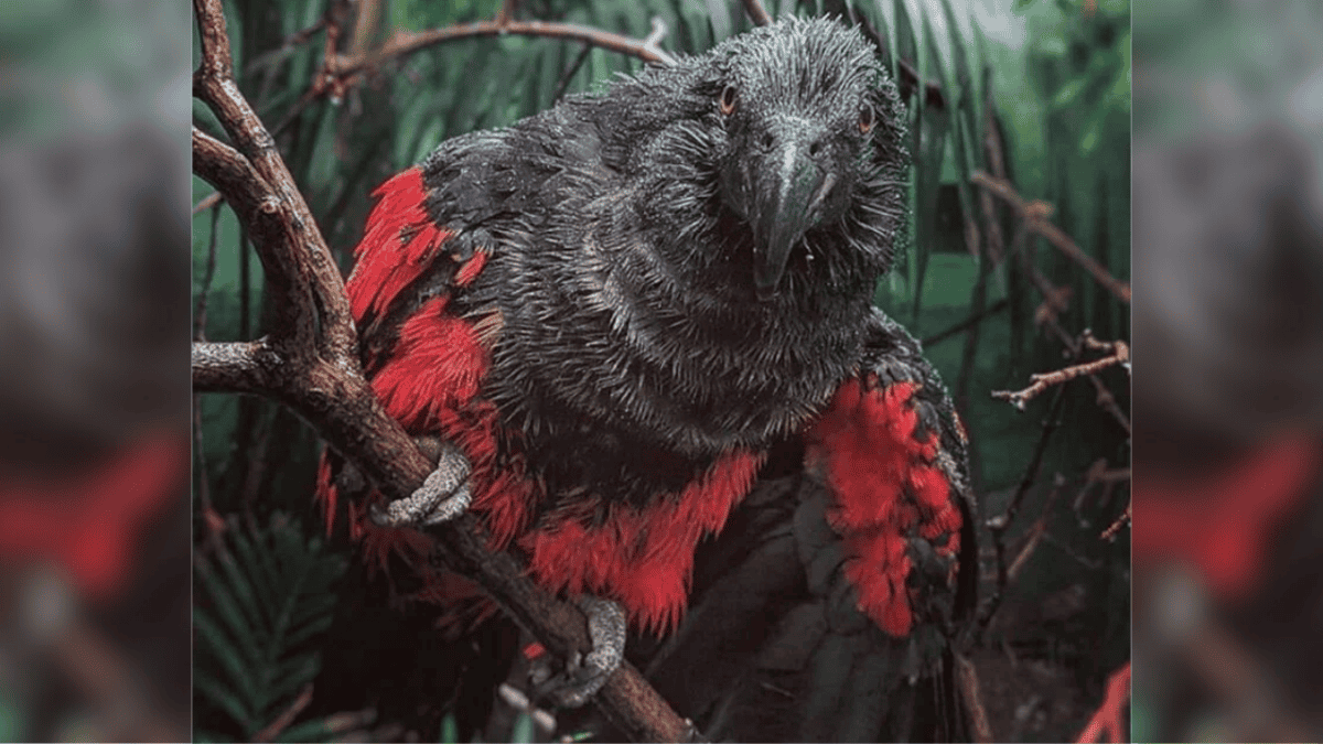 The Dracula parrot looks like a vulture