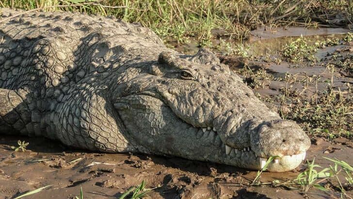 The Largest Crocodile Ever Captured in American Swamps