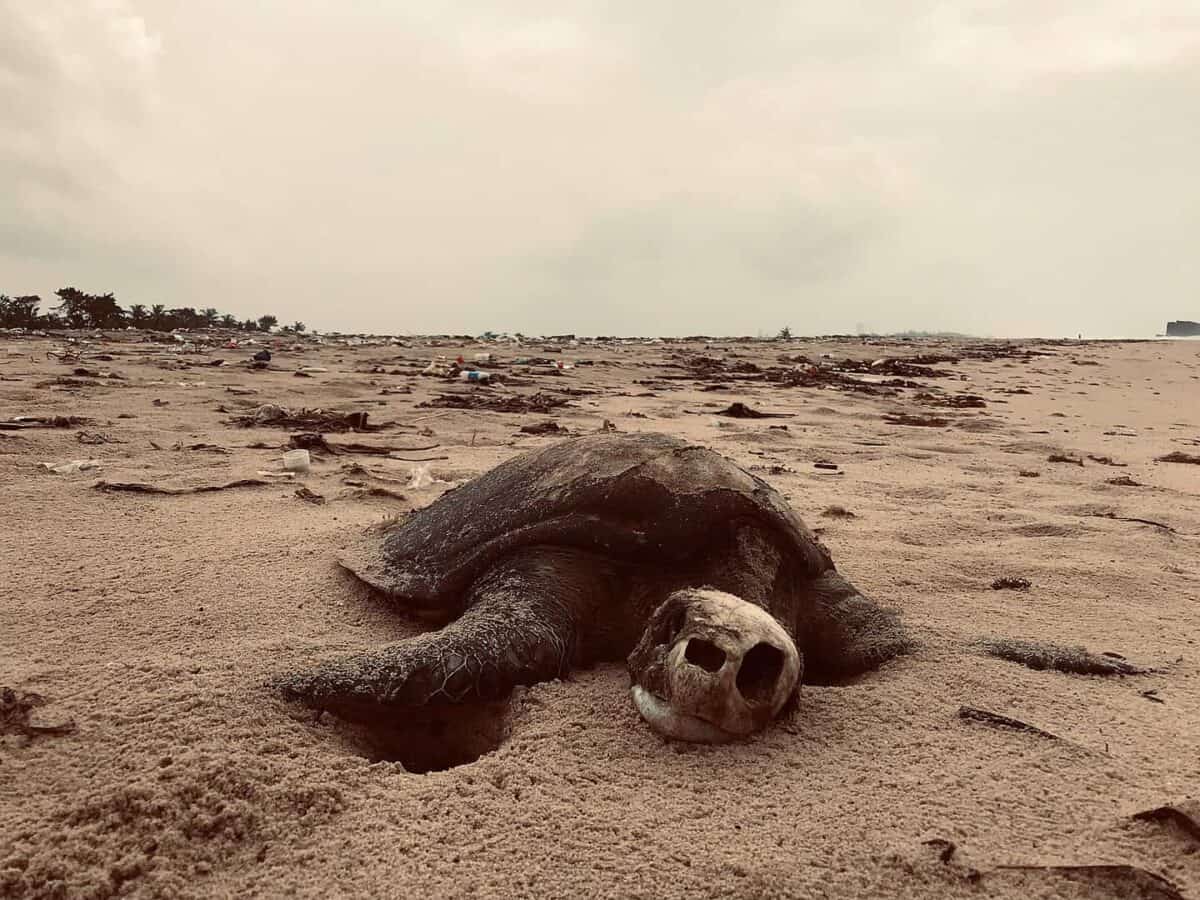 dead marine life
