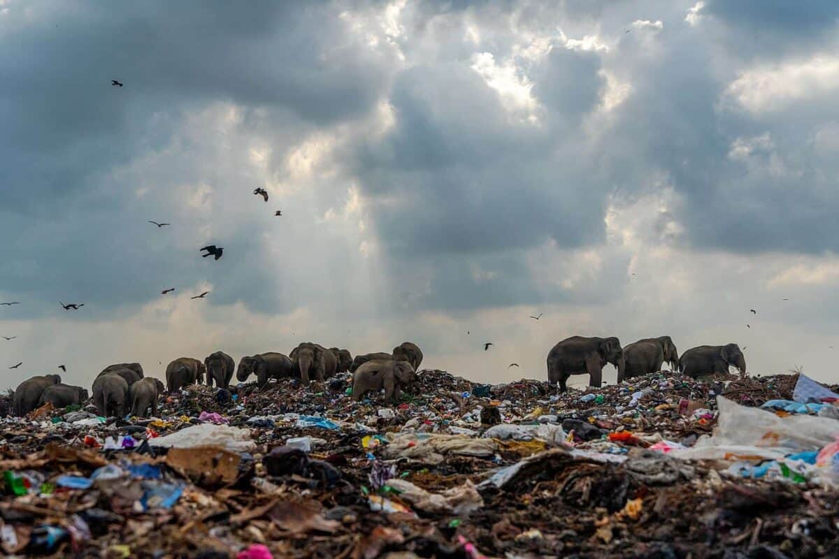 plastic waste