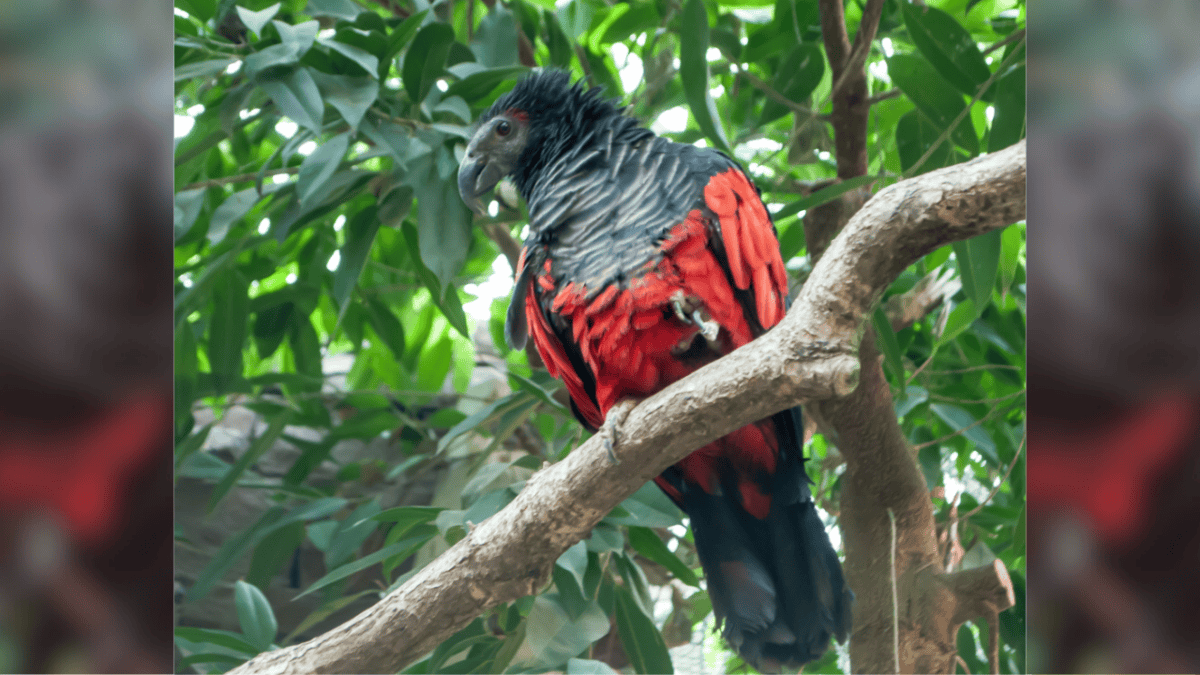 Pesquet's (Dracula) Parrot on branch