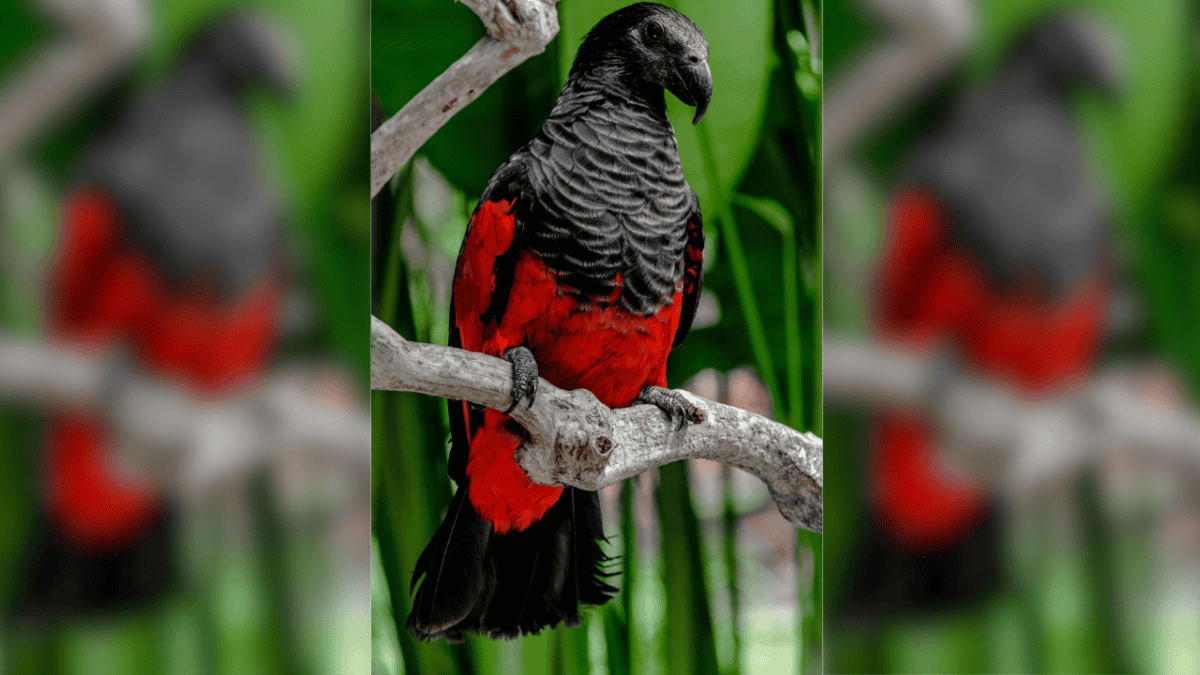 Elegant looking Dracula Parrot