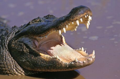 The 15 Most Dangerous Creatures That Call the US Home