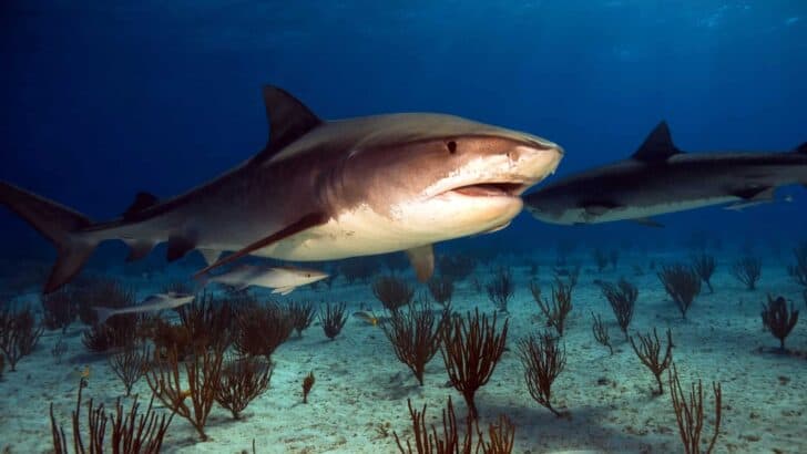 13 Sharks That Can Be Found in Surprisingly Shallow Waters