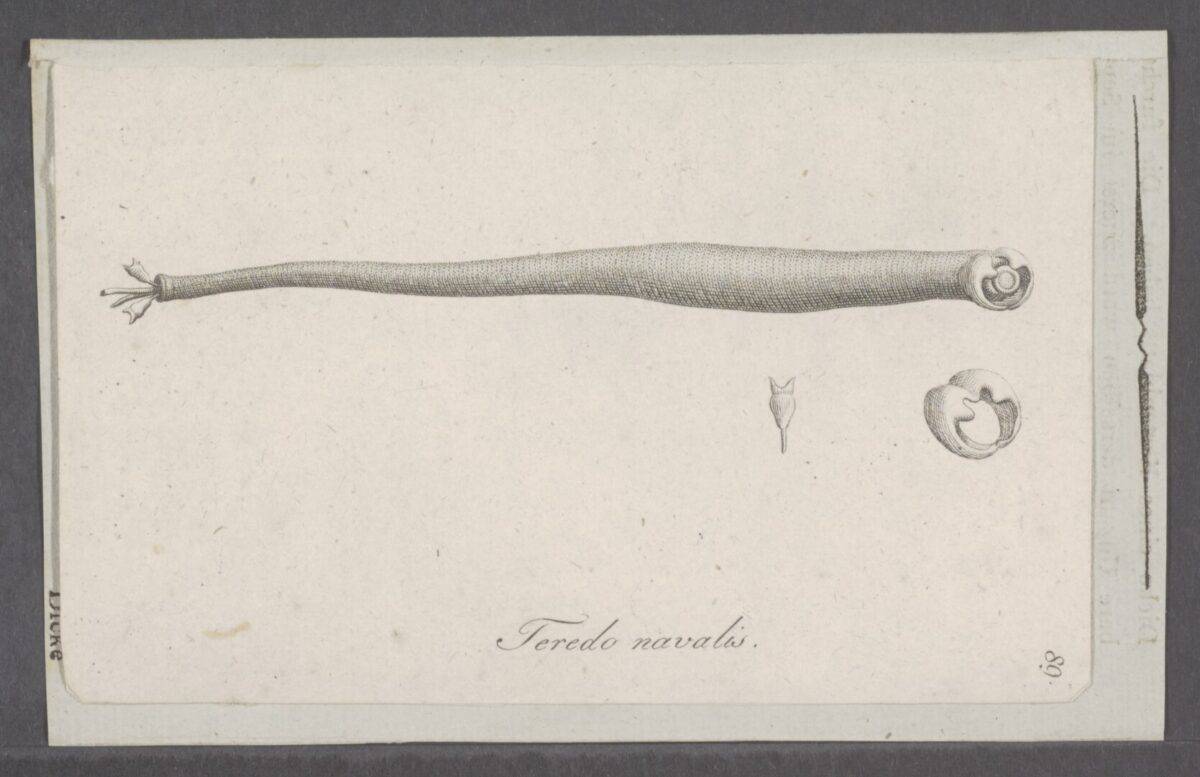 Shipworm 
