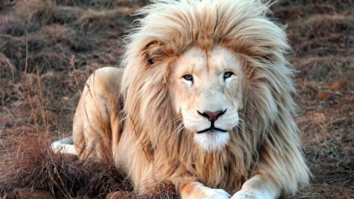 The 10 Most Beautiful Lions in the World