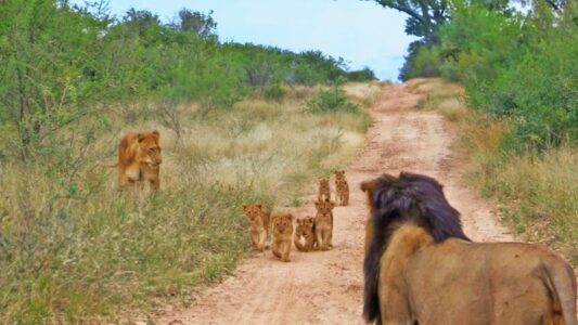Adorable Swarm of Lion Cubs Struggle to Keep Up with Their Dad (Video)