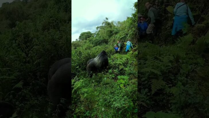 Massive Wild Silverback Gorilla Walks Among Tourists in the Jungle