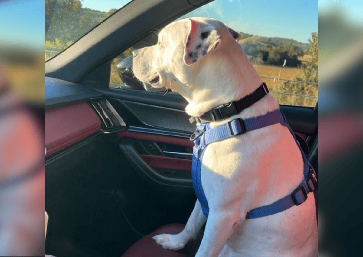 Nacho's ride back home. 