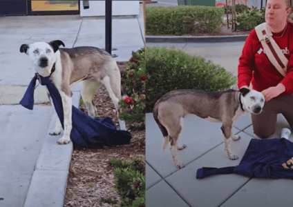 Scared Dog Found with Sweatshirt Tied Around His Neck Discovers a Life Filled with Love