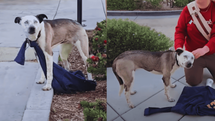 Scared Dog Found with Sweatshirt Tied Around His Neck Discovers a Life Filled with Love