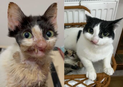 Abandoned for Being “Ugly” This Stray Cat’s Life Takes a Heartwarming Turn