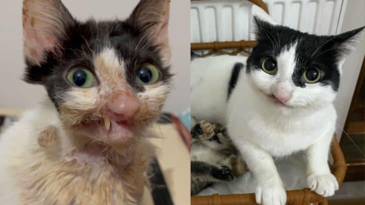 Abandoned for Being &ldquo;Ugly&rdquo; This Stray Cat&rsquo;s Life Takes a Heartwarming Turn