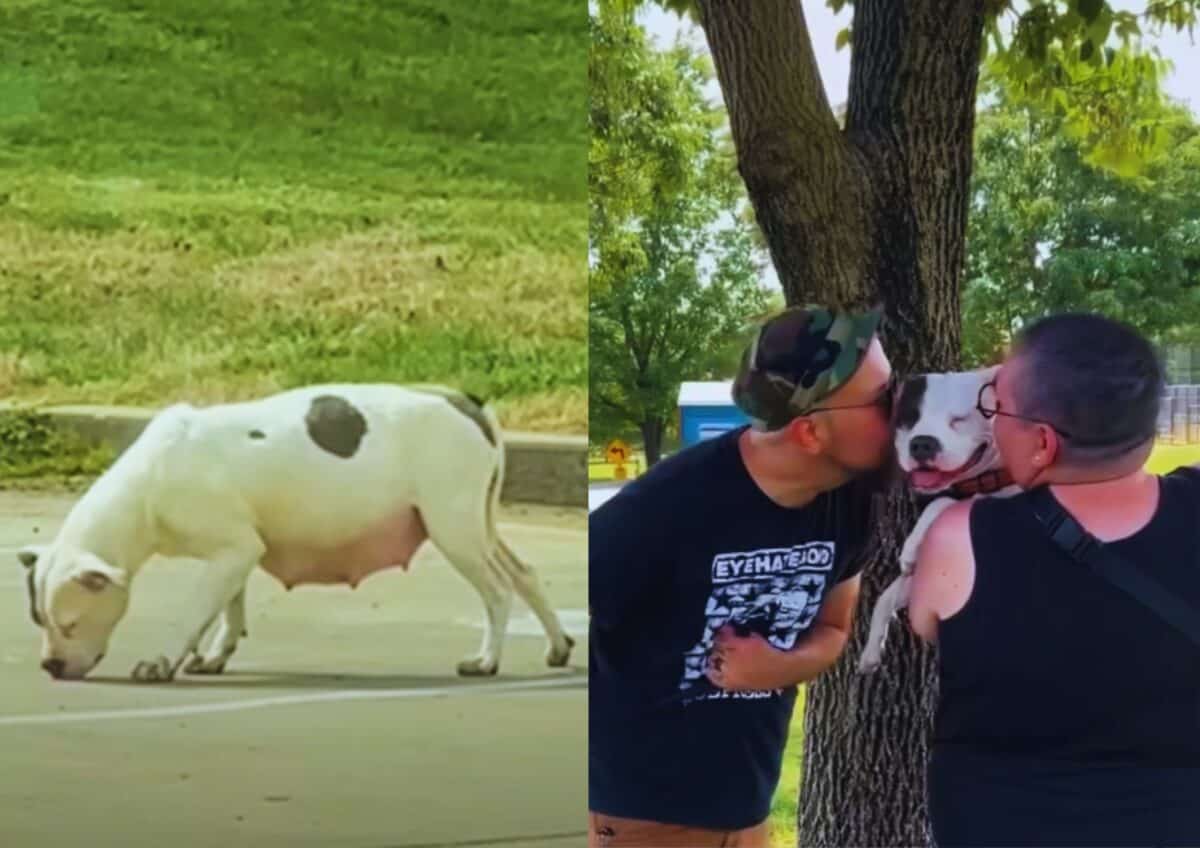Pregnant Pitbull roaming around all by herself.