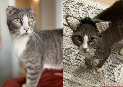 Abandoned Cat with Missing Ears Gets the Sweetest Gift from Her New Family