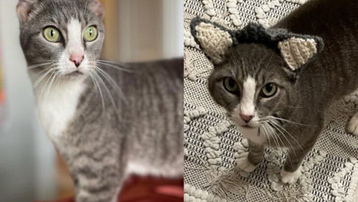 Abandoned Cat with Missing Ears Gets the Sweetest Gift from Her New Family