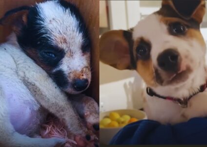 Puppy Taken From Her Mom Too Soon Finds the Royal Treatment She Deserves