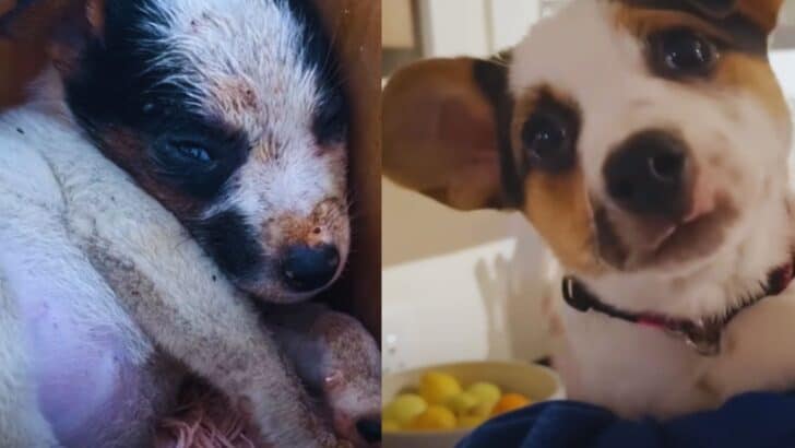 Puppy Taken From Her Mom Too Soon Finds the Royal Treatment She Deserves