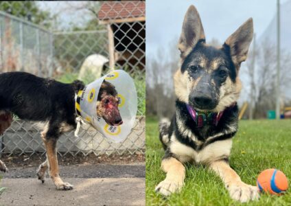 Dog With Rare Disease Finds Hope and Happiness After Months of Suffering