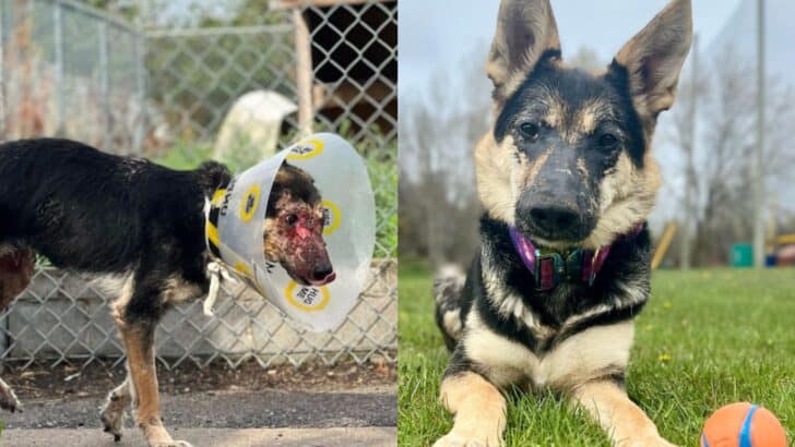 Dog With Rare Disease Finds Hope and Happiness After Months of Suffering