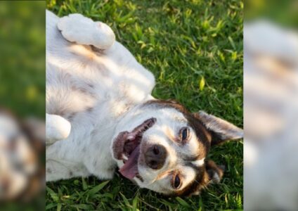 15 Reasons Why Dogs Are America&rsquo;s Favorite Pets