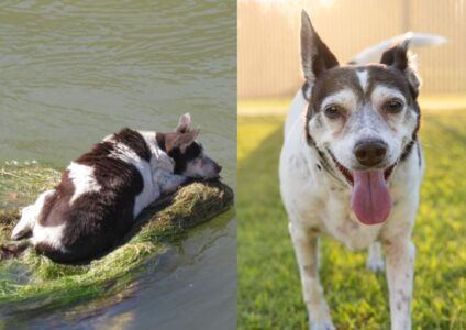 Stranded and Alone in a Canal This Senior Dog&rsquo;s Fate Takes a Heartwarming Turn