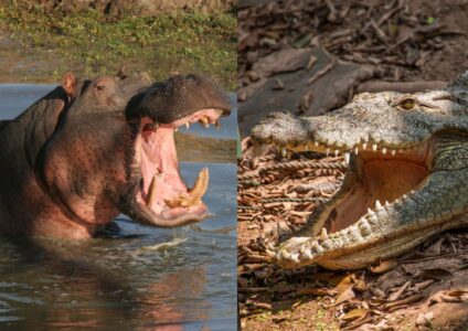 The Top 7 Animal Rivalries That Put Human Feuds to Shame